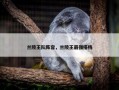 兰陵王队阵容，兰陵王最强搭档