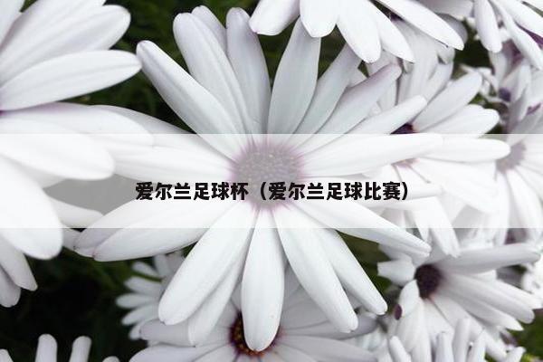 爱尔兰足球杯（爱尔兰足球比赛）