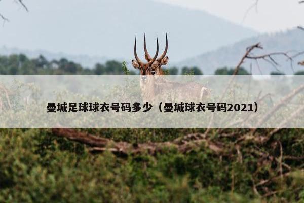 曼城足球球衣号码多少（曼城球衣号码2021）
