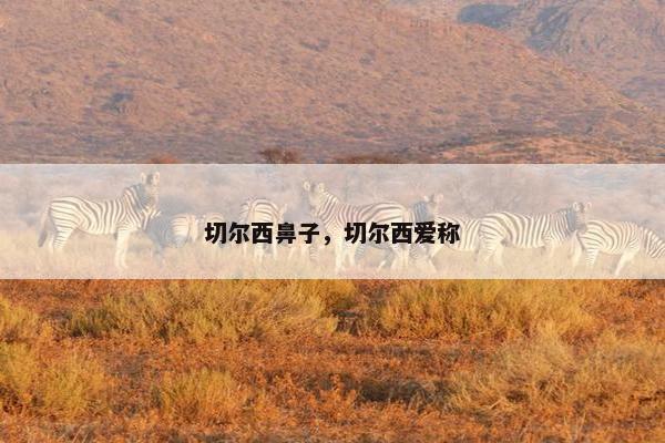 切尔西鼻子，切尔西爱称
