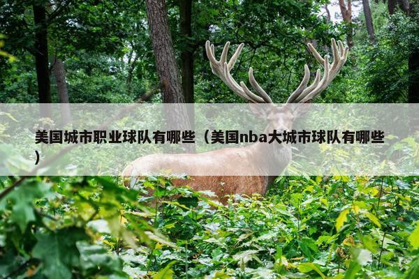 美国城市职业球队有哪些（美国nba大城市球队有哪些）