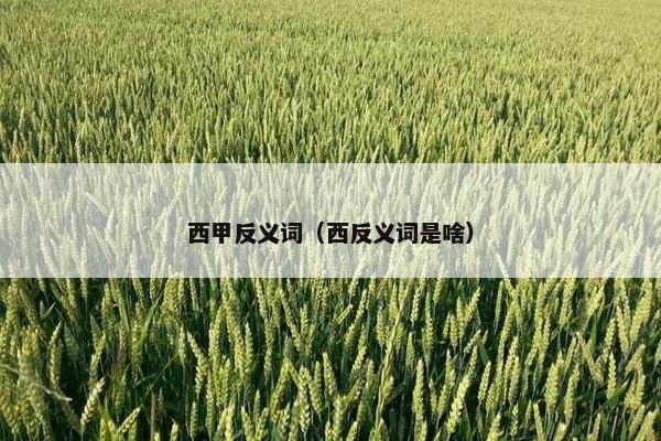 西甲反义词（西反义词是啥）