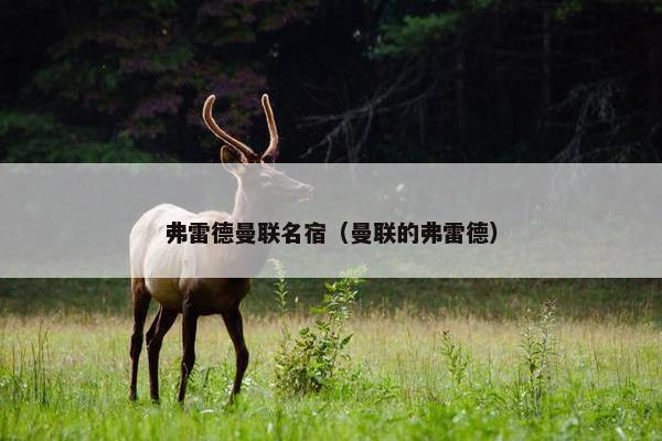 弗雷德曼联名宿（曼联的弗雷德）