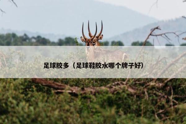 足球胶多（足球鞋胶水哪个牌子好）