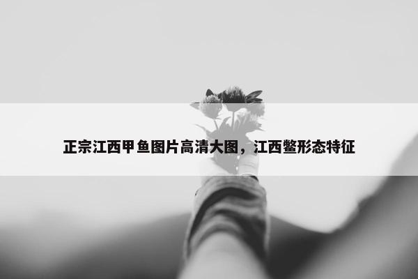 正宗江西甲鱼图片高清大图，江西鳖形态特征