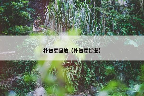 朴智星回放（朴智星综艺）