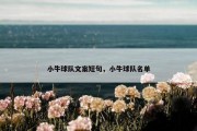 小牛球队文案短句，小牛球队名单
