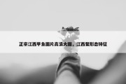 正宗江西甲鱼图片高清大图，江西鳖形态特征