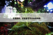 豆苗回放，豆苗是否可以反复收割