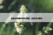 白色战神图片切尔西图，白色战马图片