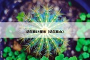 切尔西14厘米（切尔西ds）