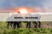 海豚球球队，海豚表演球视频