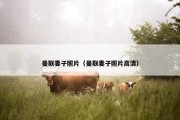 曼联妻子照片（曼联妻子照片高清）