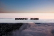 欧冠玫瑰花图片（欧冠欧冠）