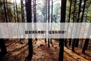 猛龙球队地板？ 猛龙队球迷？