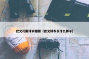 欧文花瓣球衣相框（欧文球衣长什么样子）