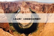 人体占布？ 人体各部分比例图片？