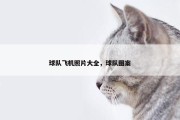 球队飞机照片大全，球队图案