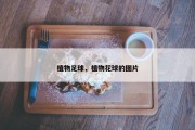 植物足球，植物花球的图片