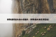利物浦球迷头像小孩图片（利物浦头像高清壁纸）