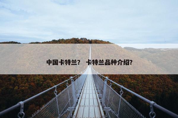 中国卡特兰？ 卡特兰品种介绍？