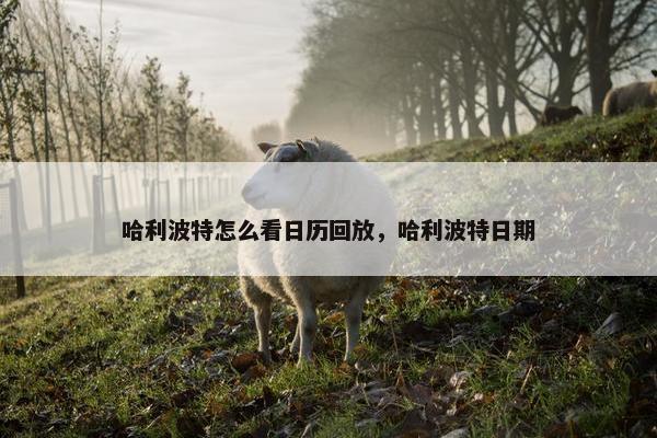 哈利波特怎么看日历回放，哈利波特日期
