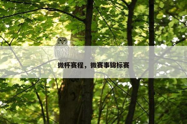微杯赛程，微赛事锦标赛