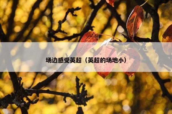 场边感受英超(英超的场地小) 场边感受英超(英超的场地小)