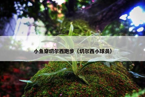 小鱼穿切尔西跑步（切尔西小球员）